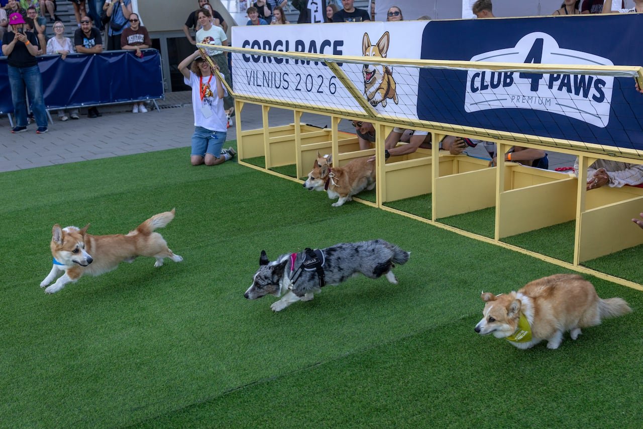 default-261 Corgis race out of a wooden gate.
