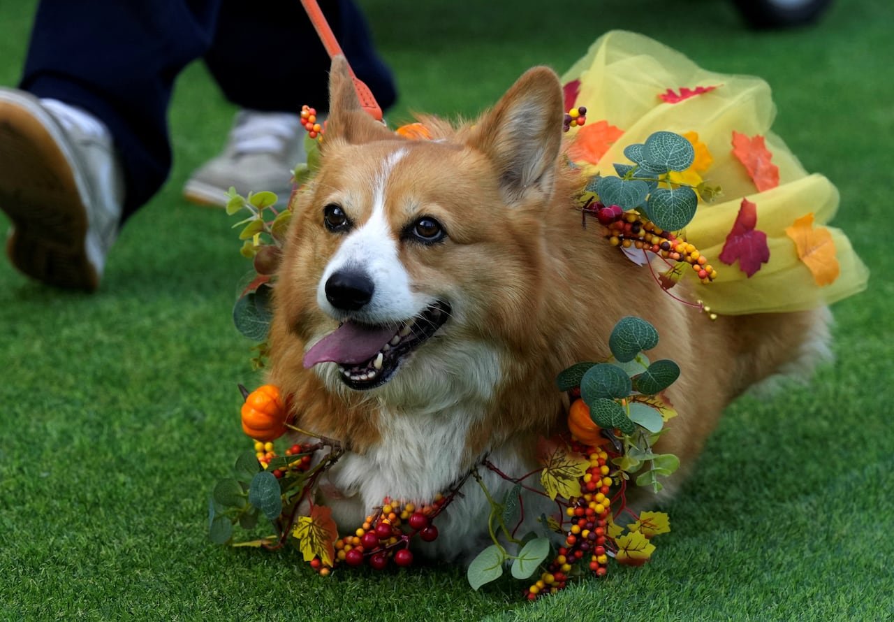 default-262 A corgi in a colorful costume.