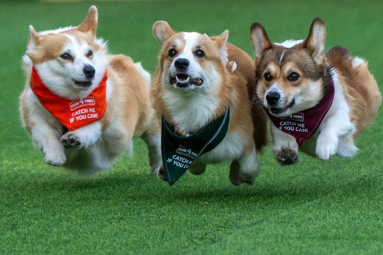 default-263 Three corgis wearing bibs that read, 'Catch me if you can,' race.